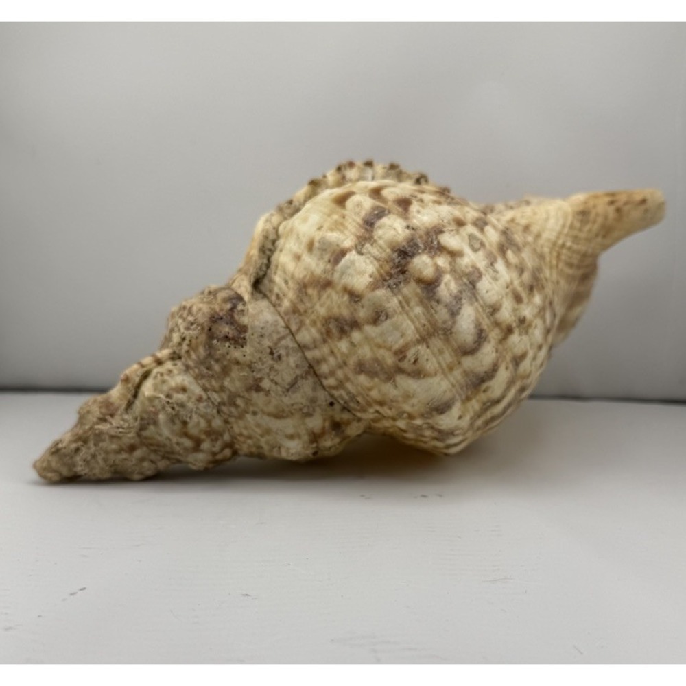 Set Of 8 VTG Estate Sea Shells Inclu. Various Sizes And Types + 10" Conch - Picture 16 of 16